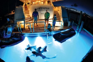 ARIOSO -  Feeding the fish at night